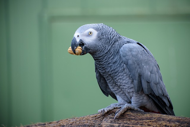papoušek s ořechem